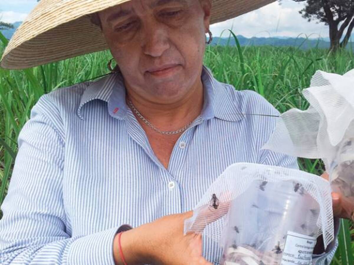 Con moscas y avispas combaten gusano que ataca la caña