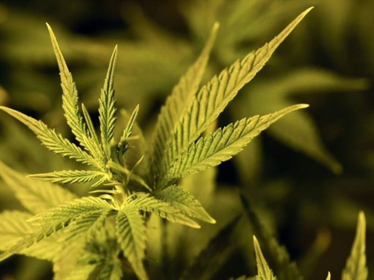 Golpe mortal al cannabis medicinal en Colombia