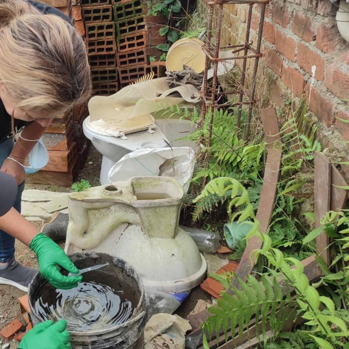 Ojo con la proliferación de los criaderos de los mosquitos que transmiten el dengue en el Quindío