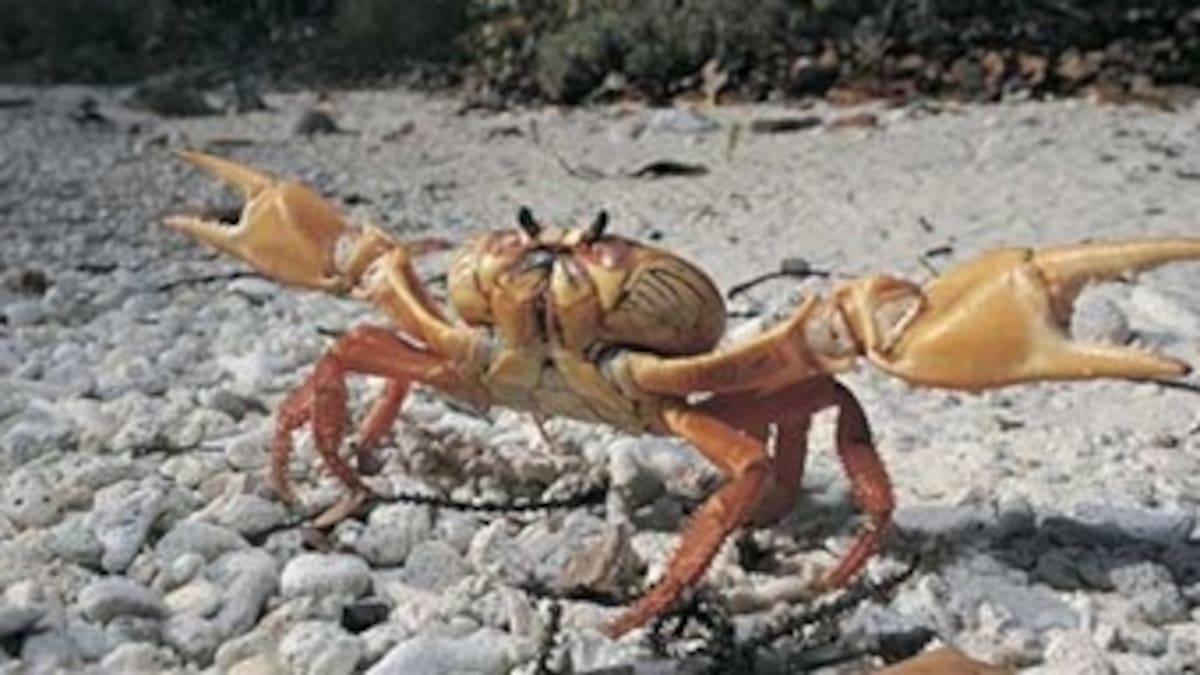 El Caribe, depositario biodiverso de cangrejos