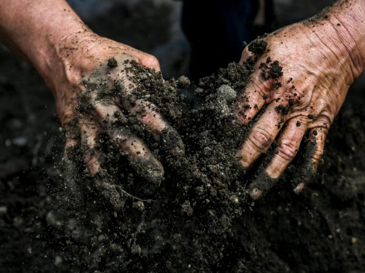 Colombia sigue con la meta de sembrar 180 millones de árboles para 2022