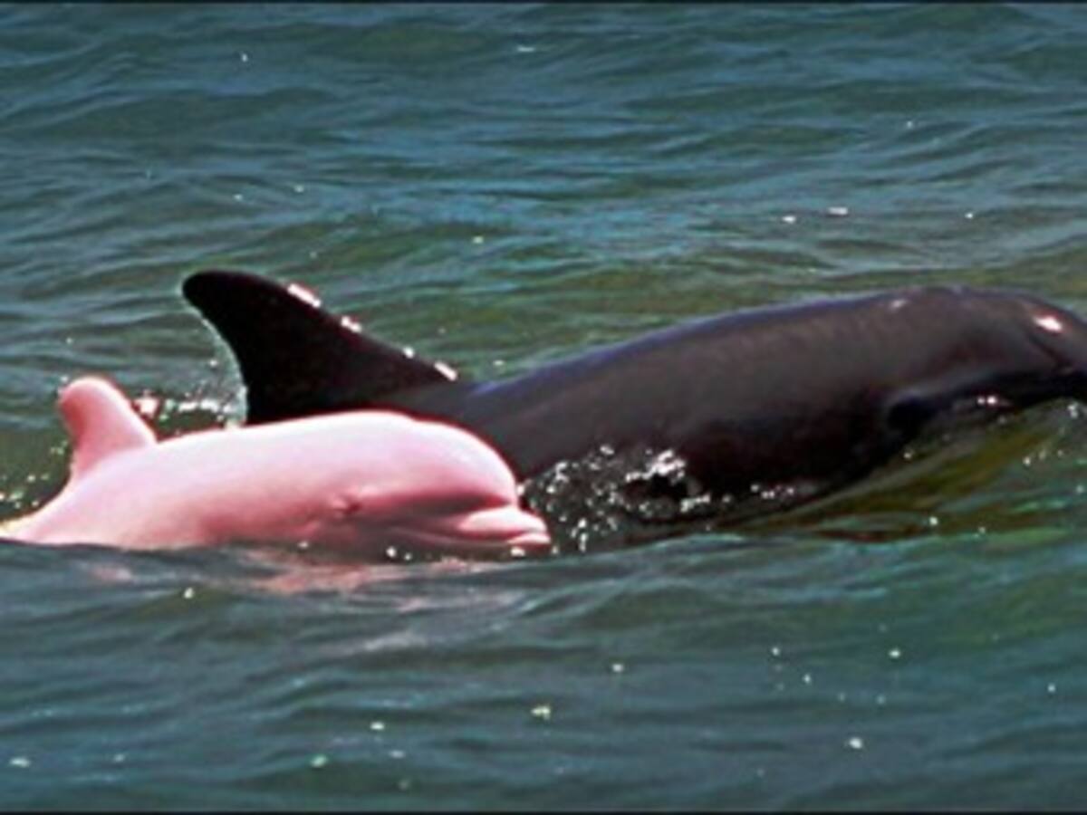 Rescatan familia de delfines que quedó atrapada en río seco por el calor