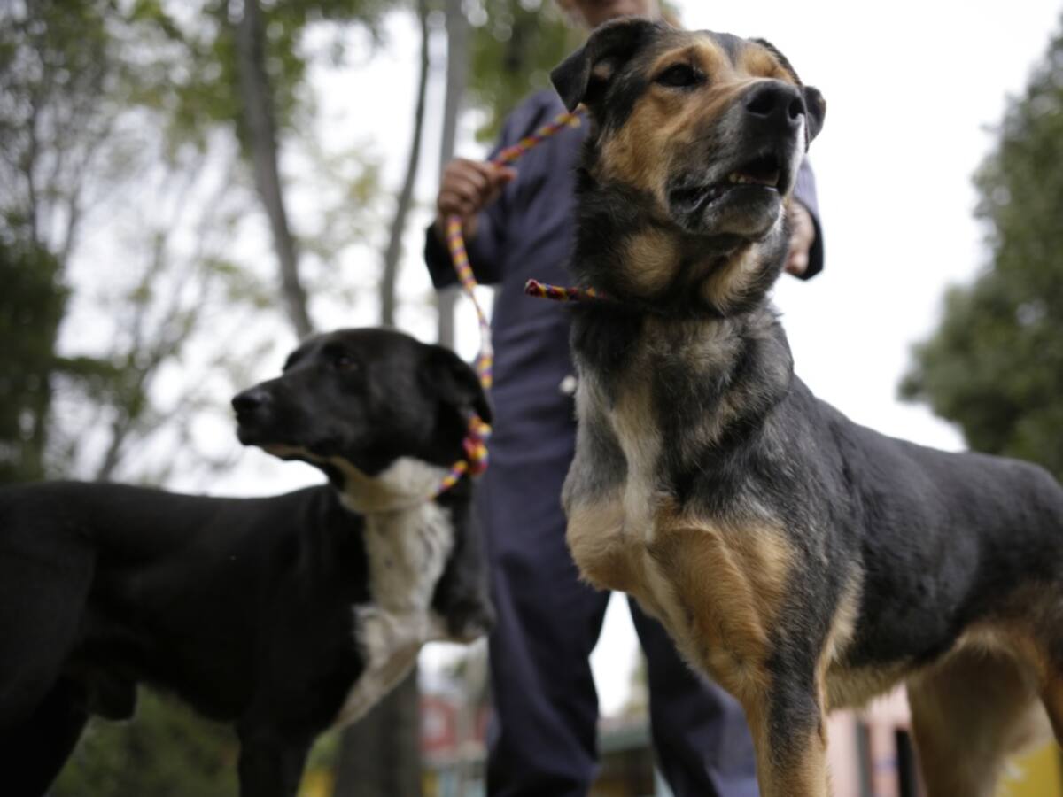 Instituto de Protección y Bienestar Animal incrementó presupuesto en un 18%