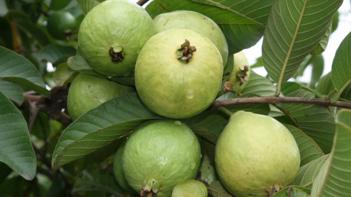 Así se produce la guayaba, gran fuente de vitaminas