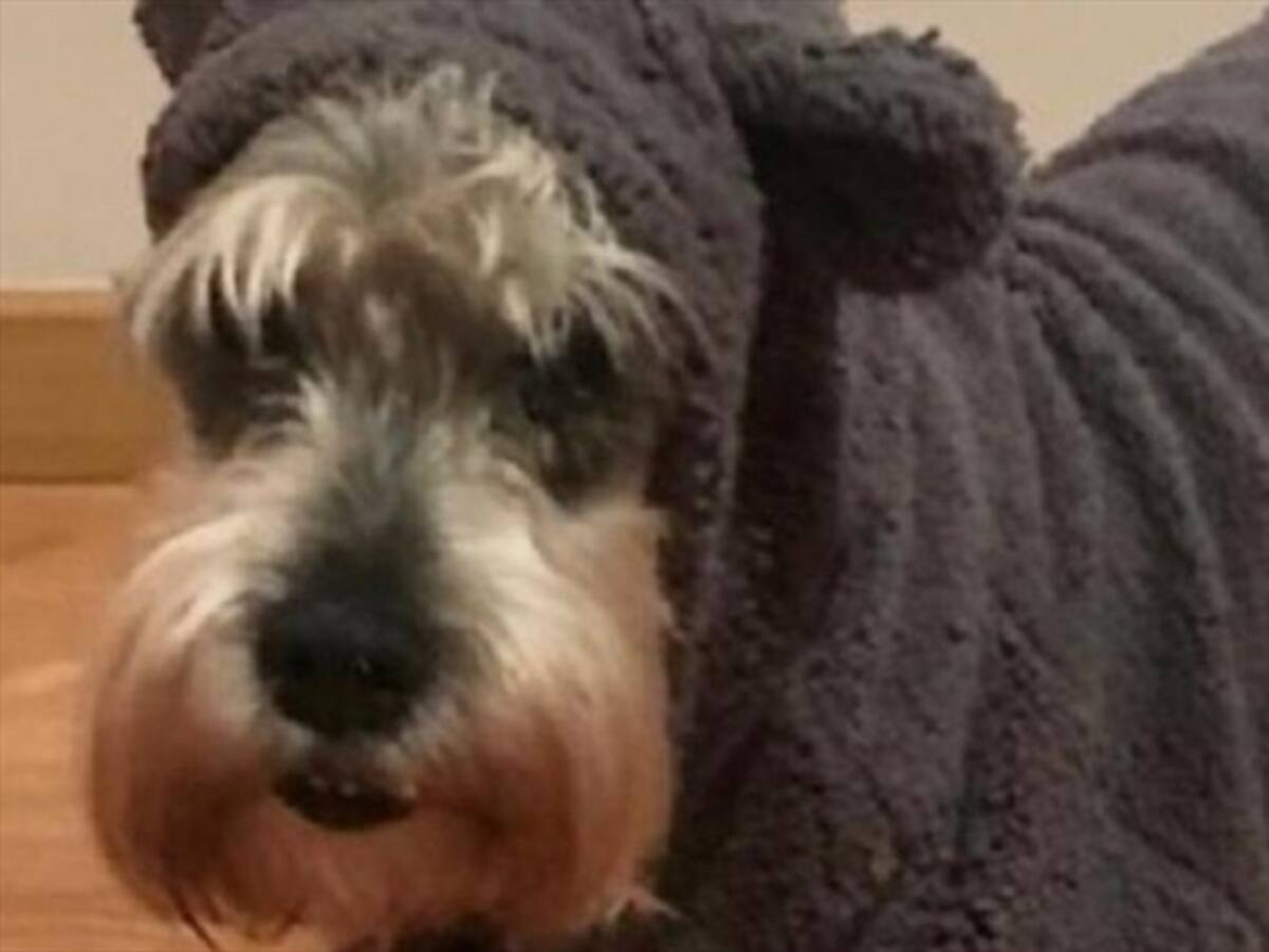 Abogado explica cómo fue posible que un perro ganara una acción de tutela