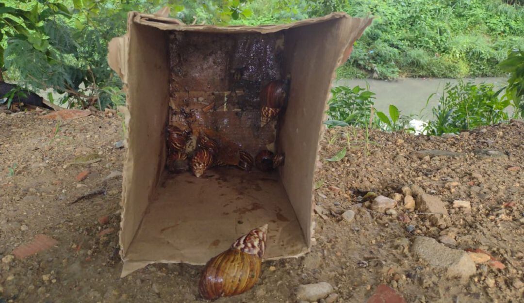 La peligrosa especie está proliferando en el caño Ricaurte