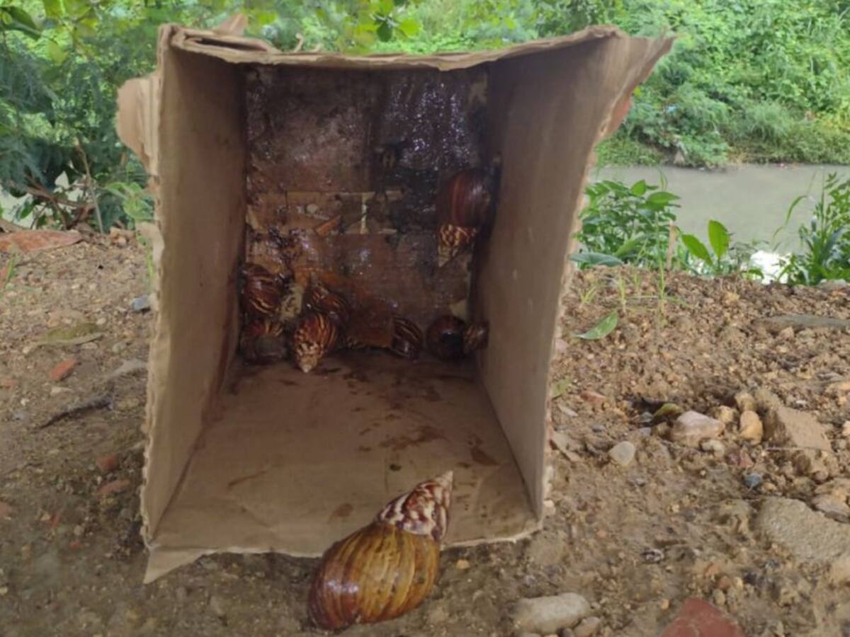 Caracoles africanos en el barrio Los Alpes de Cartagena