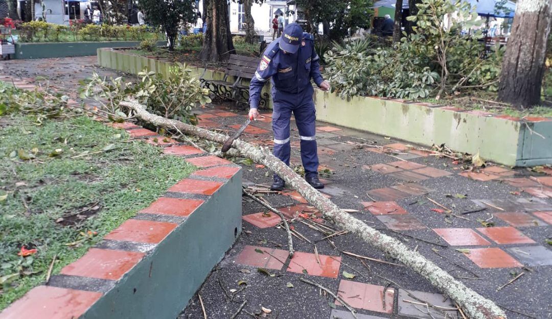 Caída de árboles en el parque principal de Circasia, Quindío