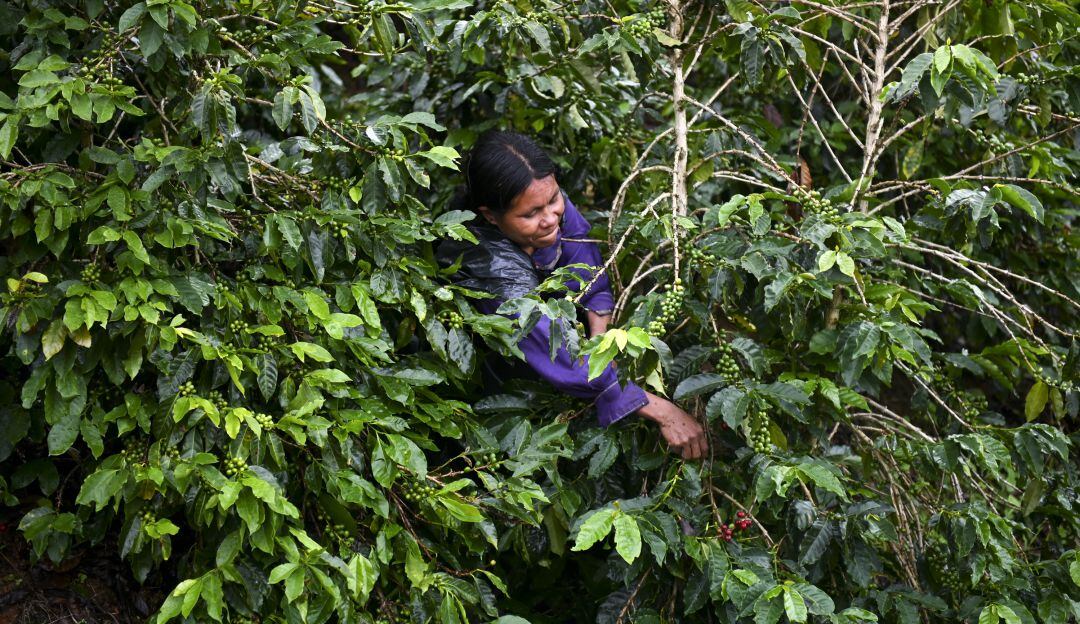 Mujer durante cosecha cafetera en Colombia