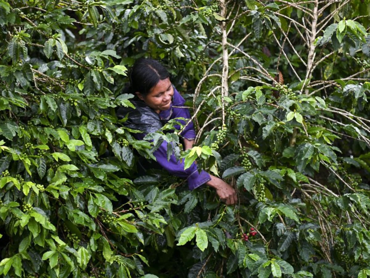Mujeres liderarán plan para mejorar la producción de café en el Quindío