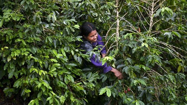 Mujer durante cosecha cafetera en Colombia