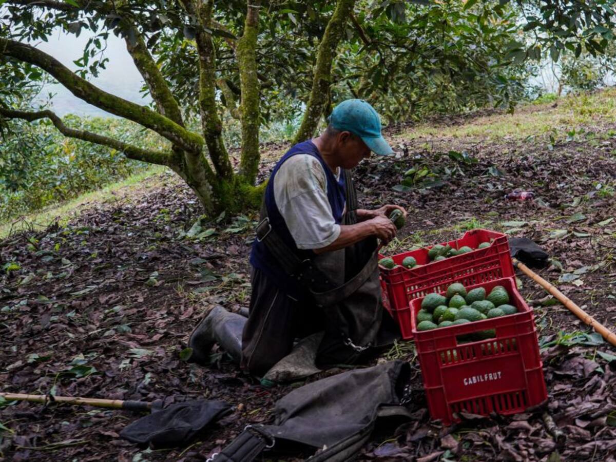 La ley de insumos da tranquilidad al sector agropecuario: SAC