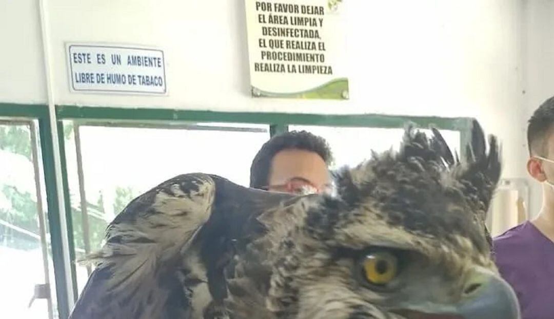 Ave Real de montaña 