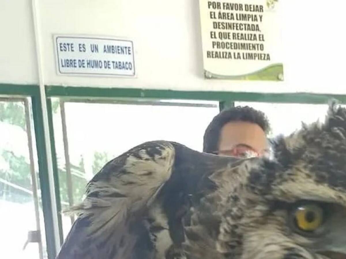 Ave real de montaña fue herida en el municipio de Chaparral