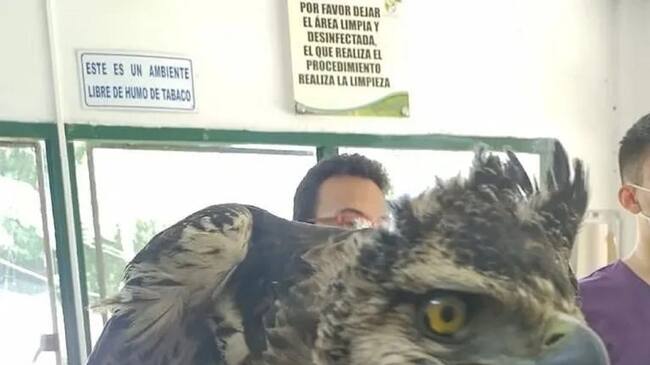 Ave Real de montaña