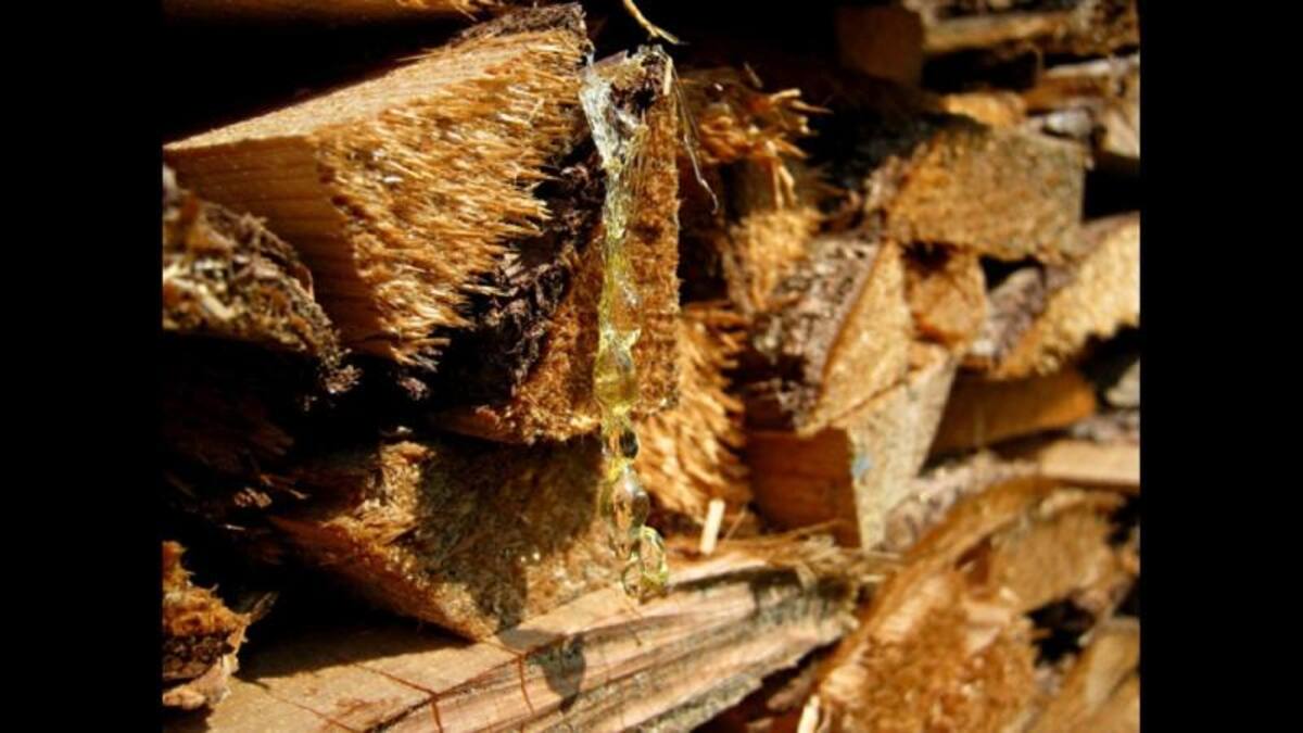 “Esquinas, madera, naturaleza”. Fotografía de Stefanny Guáqueta B.