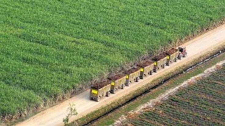 Investigan presuntas violaciones a libre competencia entre ingenios azucareros