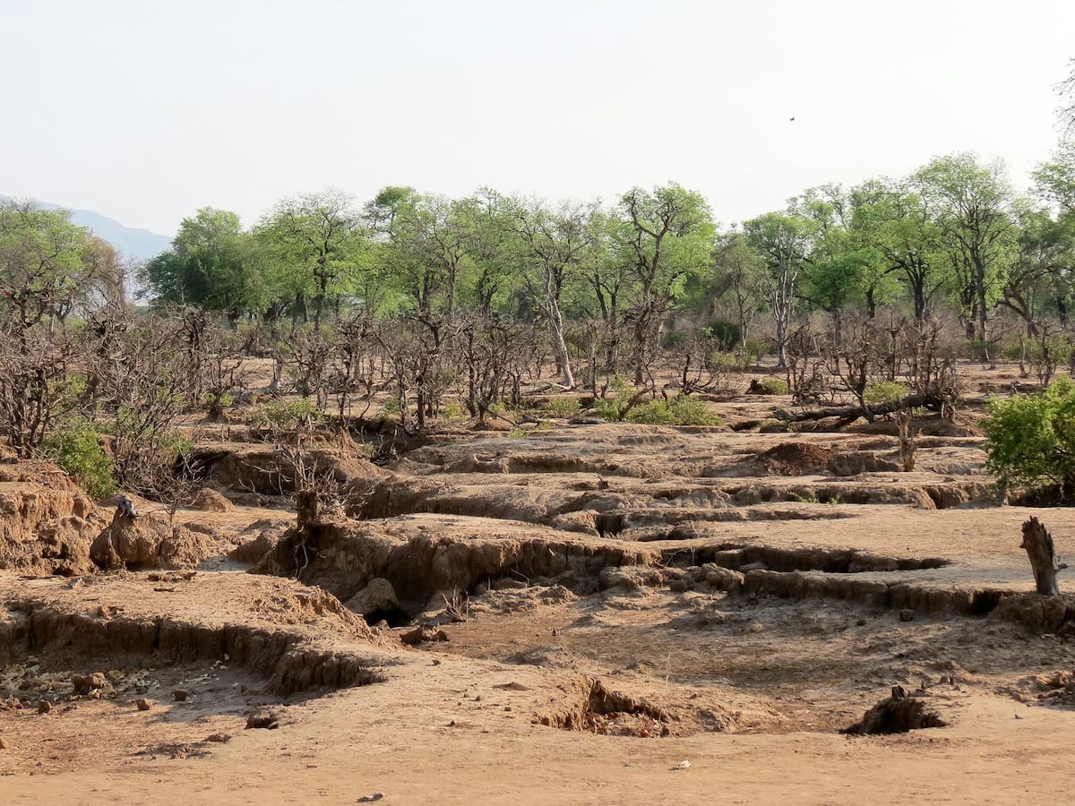 ¿Cómo restaurar 52 millones de hectáreas de tierras degradadas?