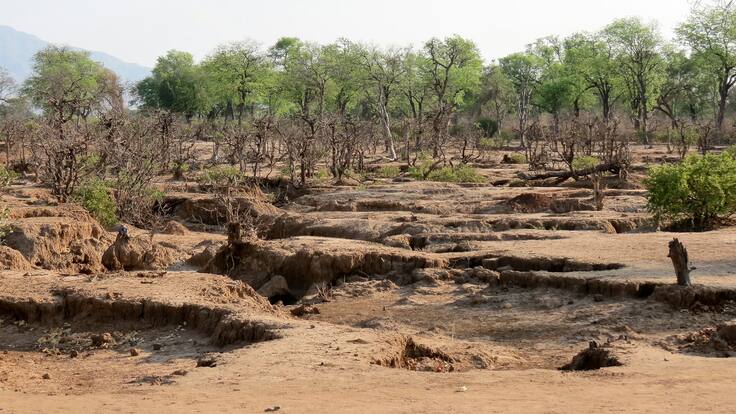 ¿Cómo restaurar 52 millones de hectáreas de tierras degradadas?