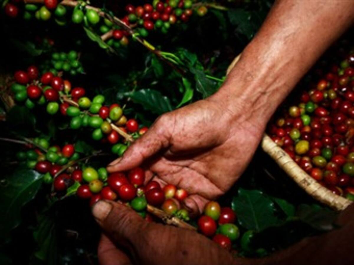 Producción de café en el 2013 será de 11 millones de sacos