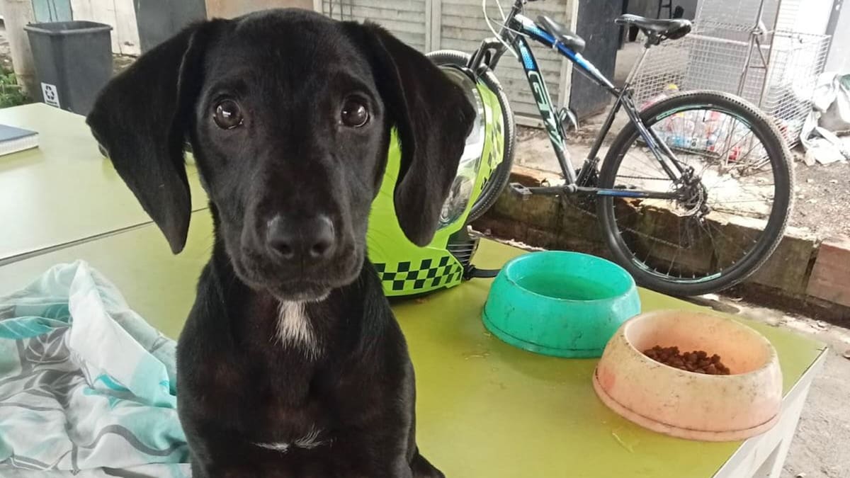 Las autoridades de Ibagué le siguen la pista a presunto responsable de agresión contra una perrita