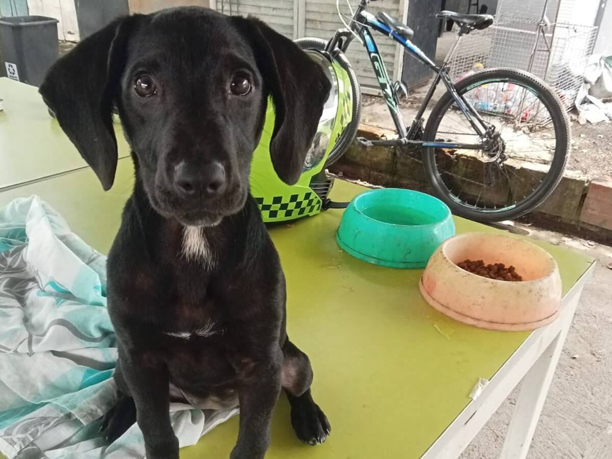 Las autoridades de Ibagué le siguen la pista a presunto responsable de agresión contra una perrita