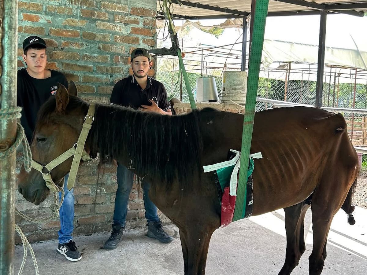 El cantante Jhony Rivera adoptó a caballo abandonado en Pereira víctima de maltrato animal
