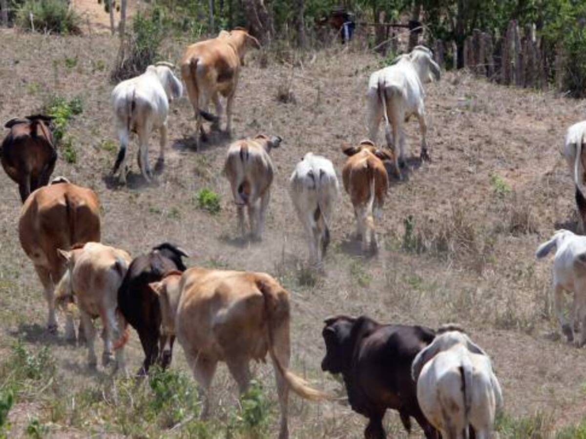 Continúa masiva movilización de ganado desde el norte y centro del Huila