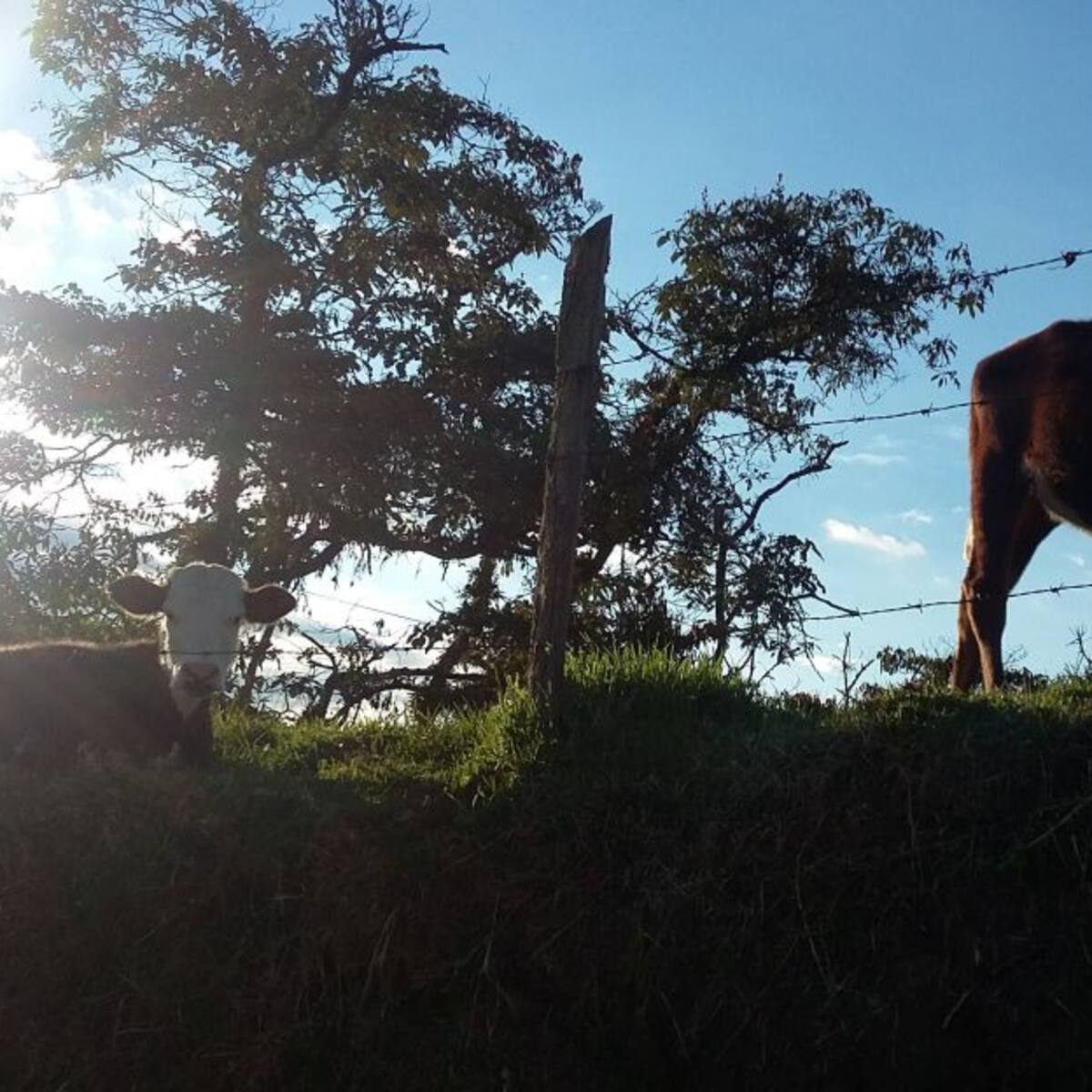 Alianzas productivas de Caldas serán financiadas por MinAgricultura