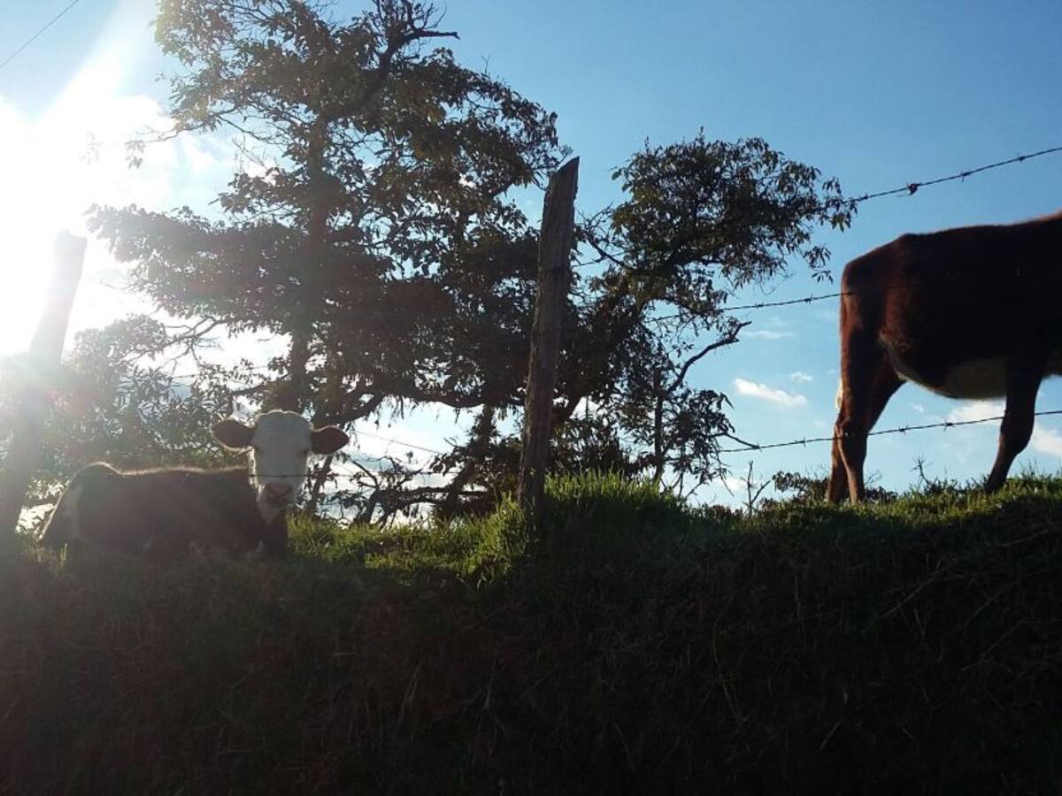 Alianzas productivas de Caldas serán financiadas por MinAgricultura