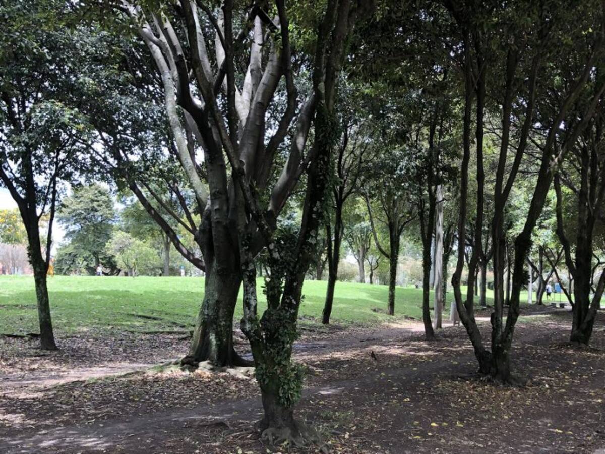 La arborización urbana como cultura del ciudadano: Conif