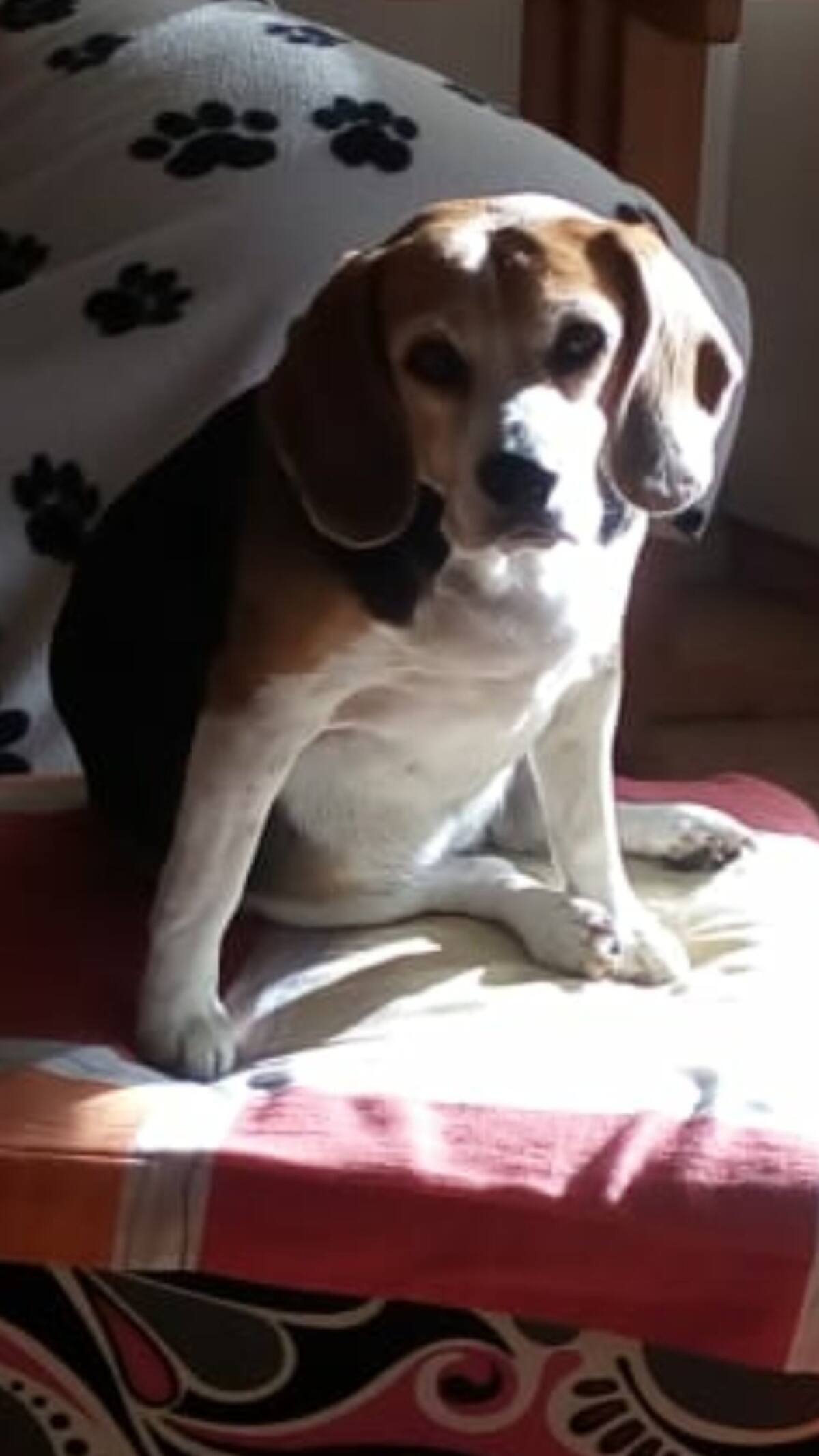 Paulo Barrera nos envía la foto de su perrito Chiver