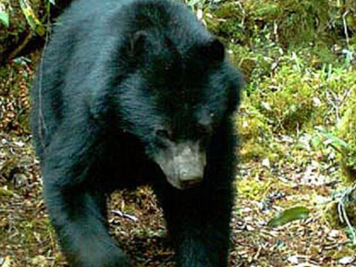 Millonaria multa para los que le hagan daño al Oso Anteojos: Experto