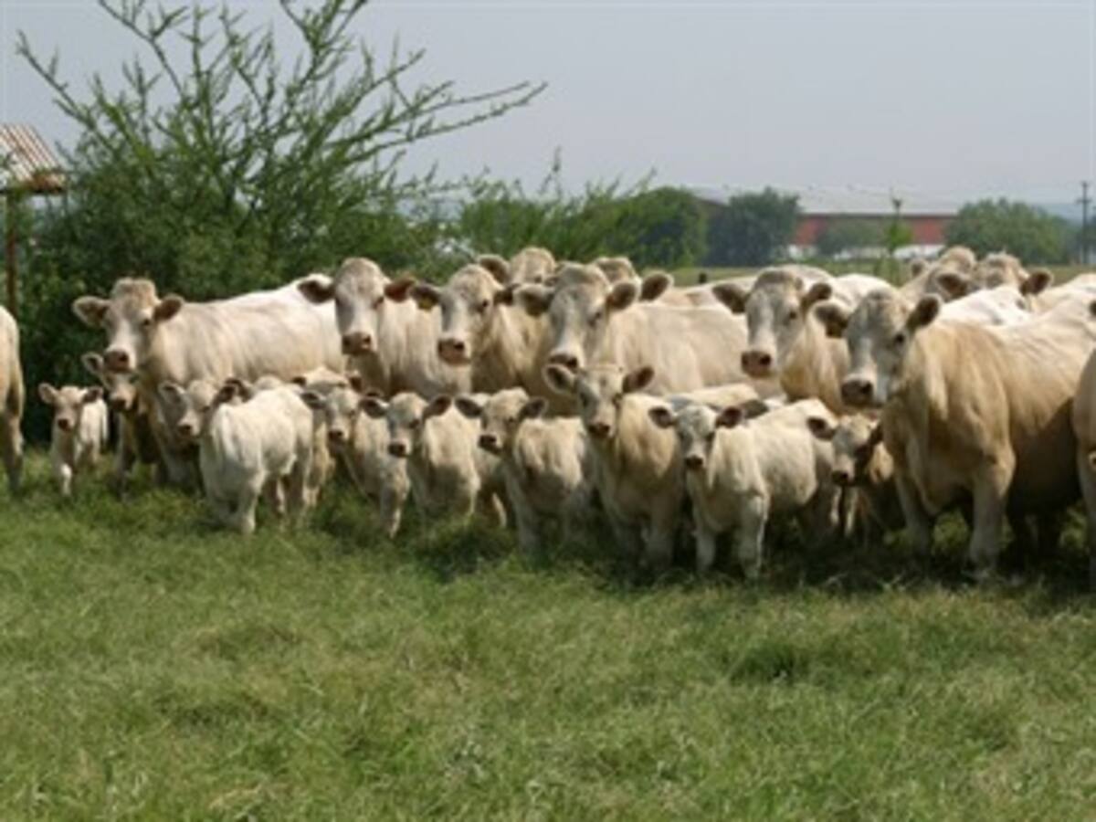 Testaferros del "loco" Barrera estarían detrás del contrabando con reses de Venezuela