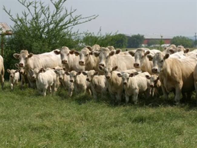 Testaferros del "loco" Barrera estarían detrás del contrabando con reses de Venezuela