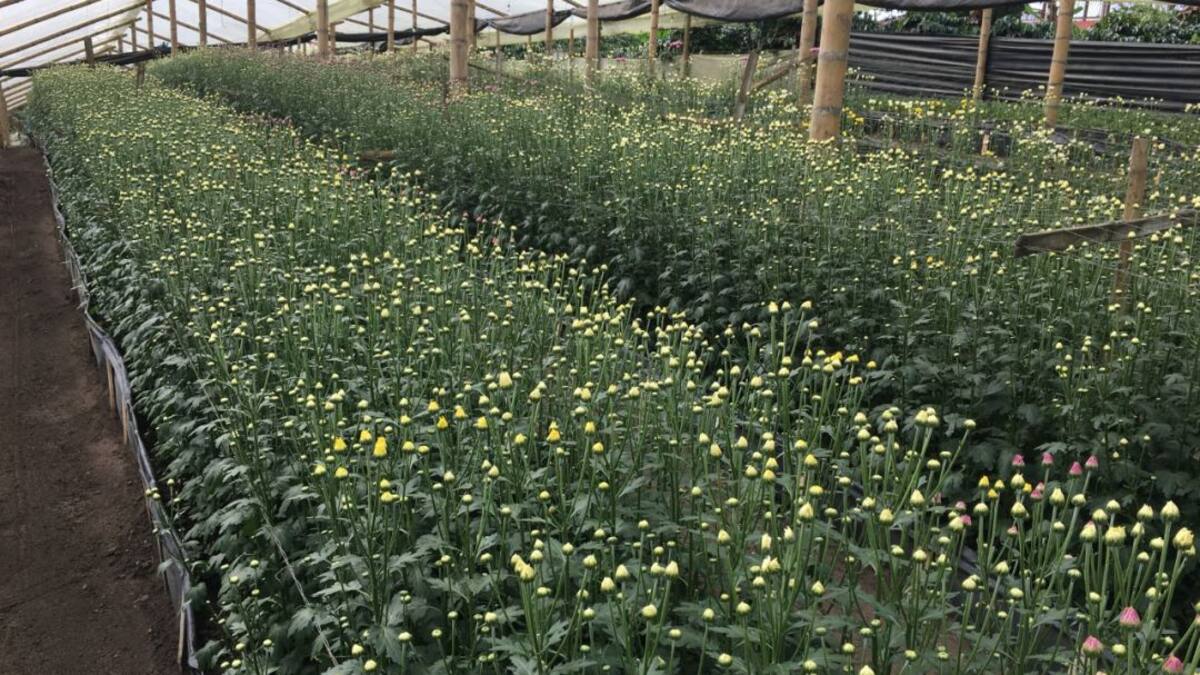 Los cultivos de flores también sufren los estragos de las heladas en Boyacá
