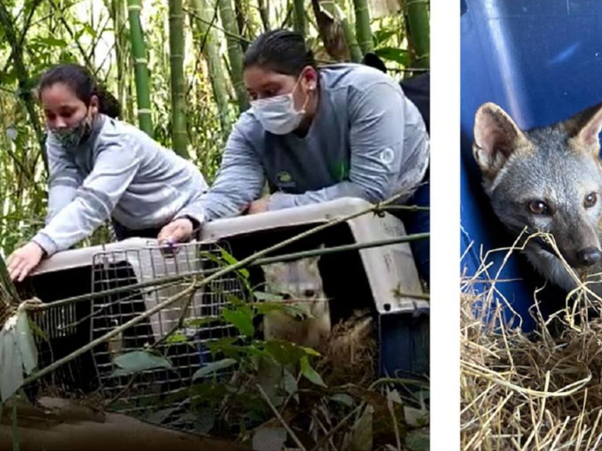 Liberan tres zorros que habían sido rescatados en el Suroeste de Antioquia