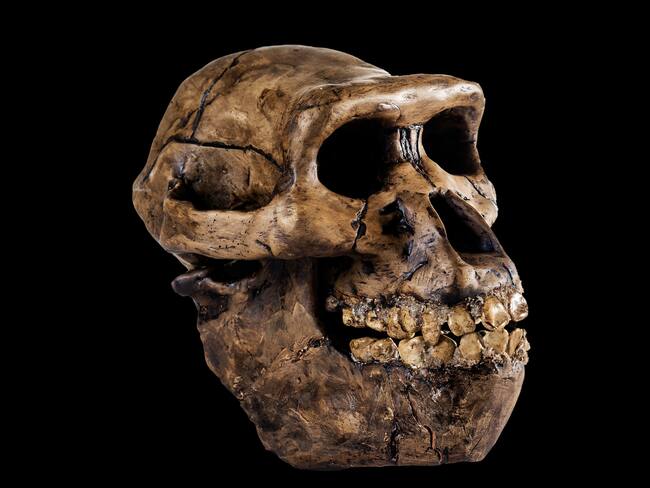 Primate ‘Australopithecus’, imagen de referencia (Getty Images).