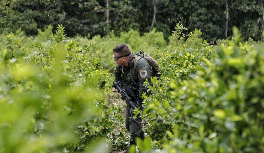 Según Mindefensa, en el Triángulo de Telembí, en Nariño, hay una disputa de integrantes de la ‘Franco Benavides’, por un corredor y los cultivos ilícitos”.