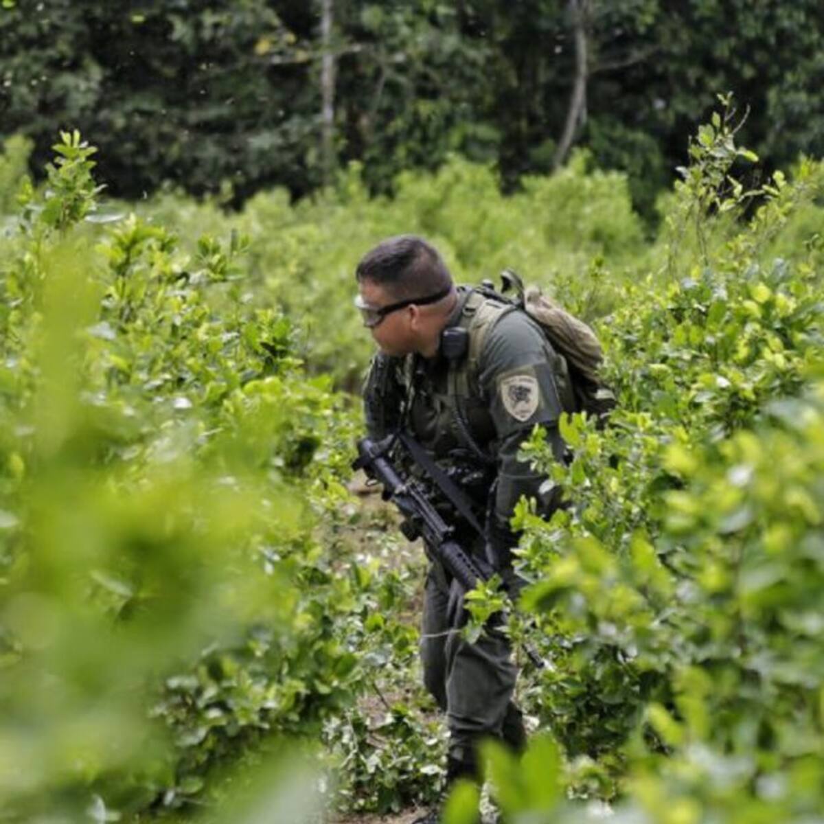 Mindefensa: cultivos ilícitos al sur del país están generan desplazamientos