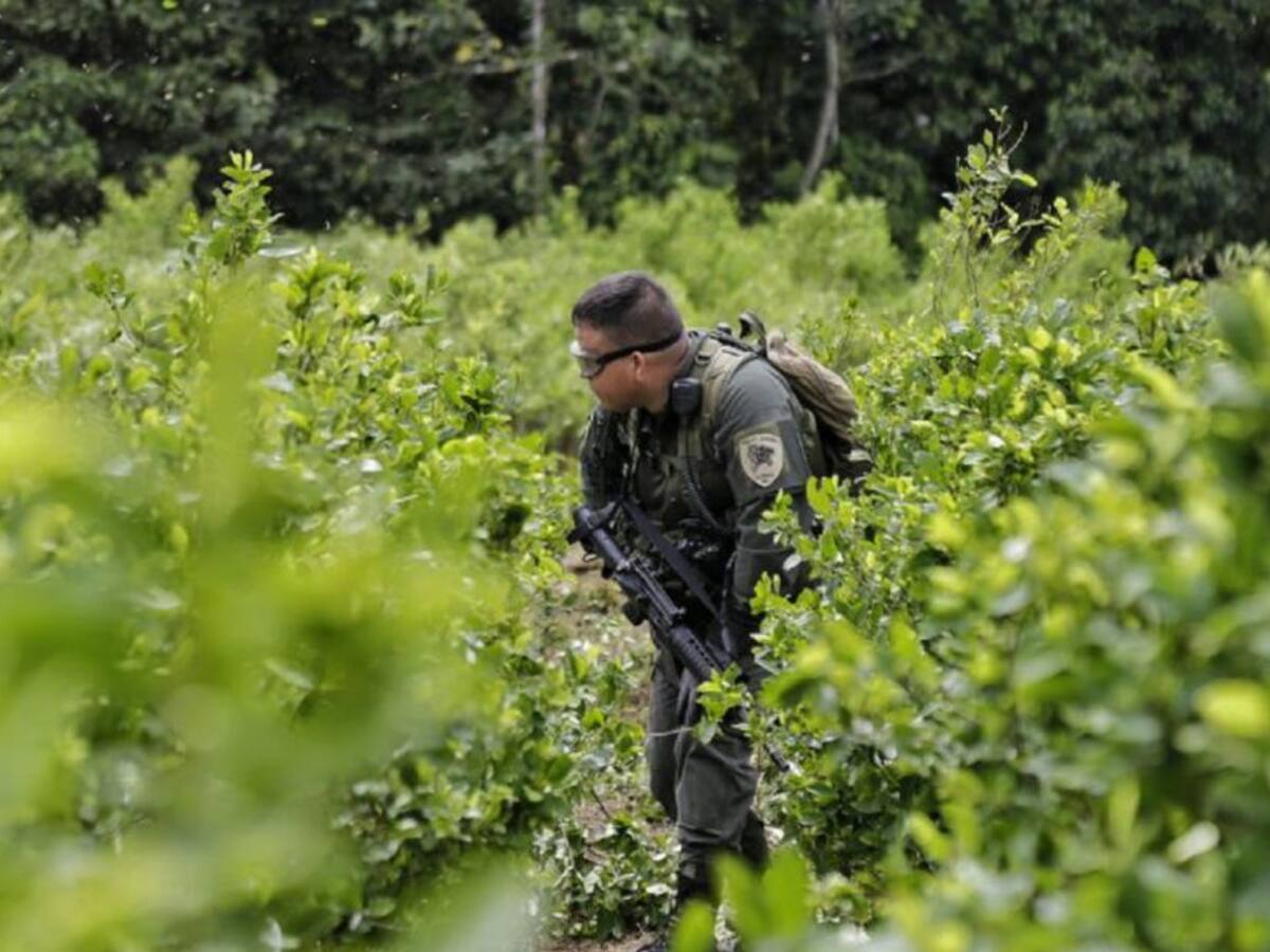 Mindefensa: cultivos ilícitos al sur del país están generan desplazamientos