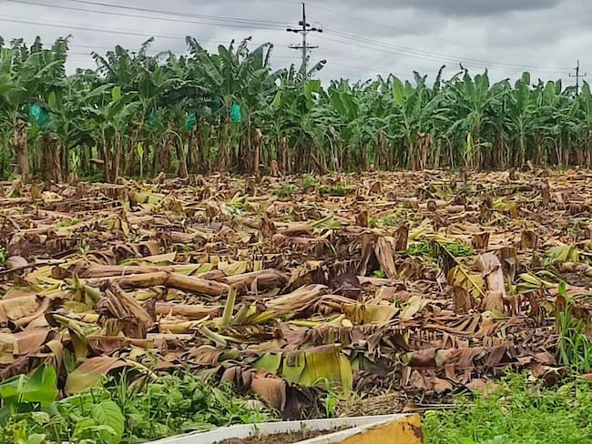 Cultivos de banano destruidos- foto Yeison Rojas