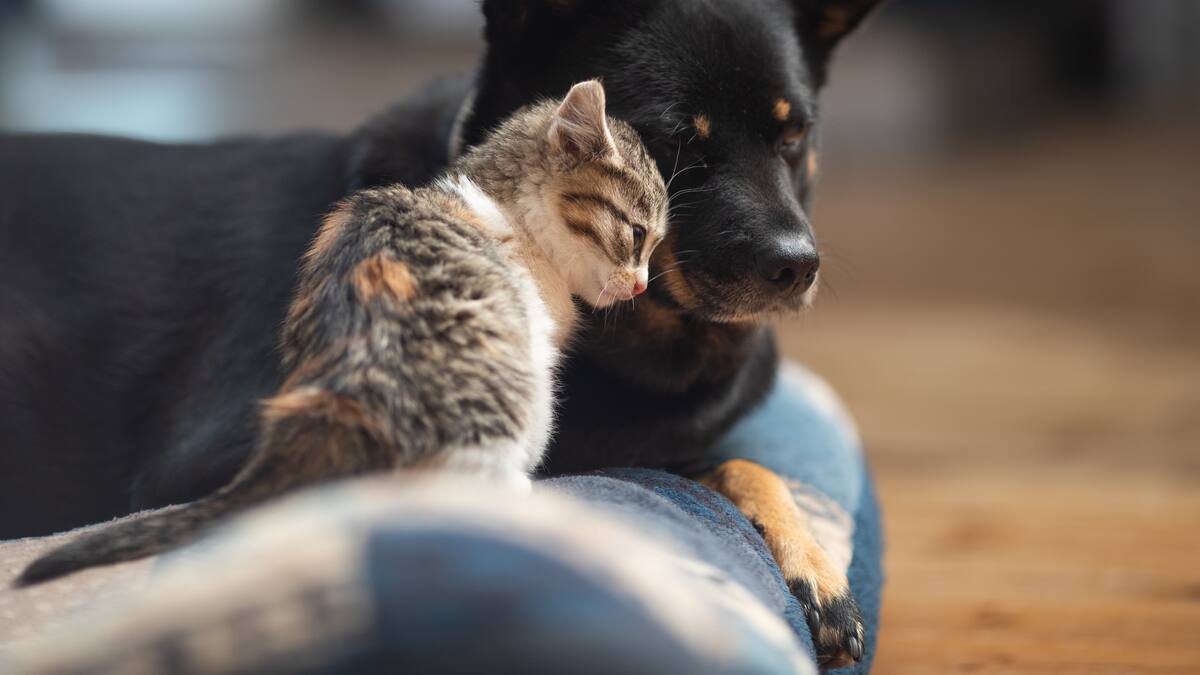 Día Mundial de los Animales: ¿Por qué se celebra este 4 de octubre?