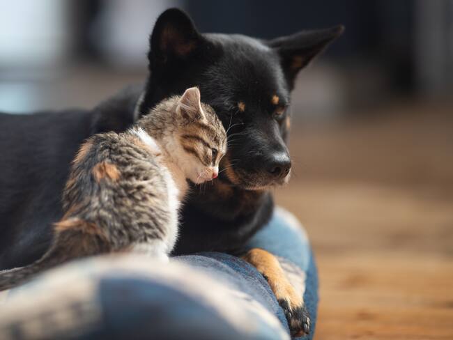 Día Mundial de los Animales - Getty Images
