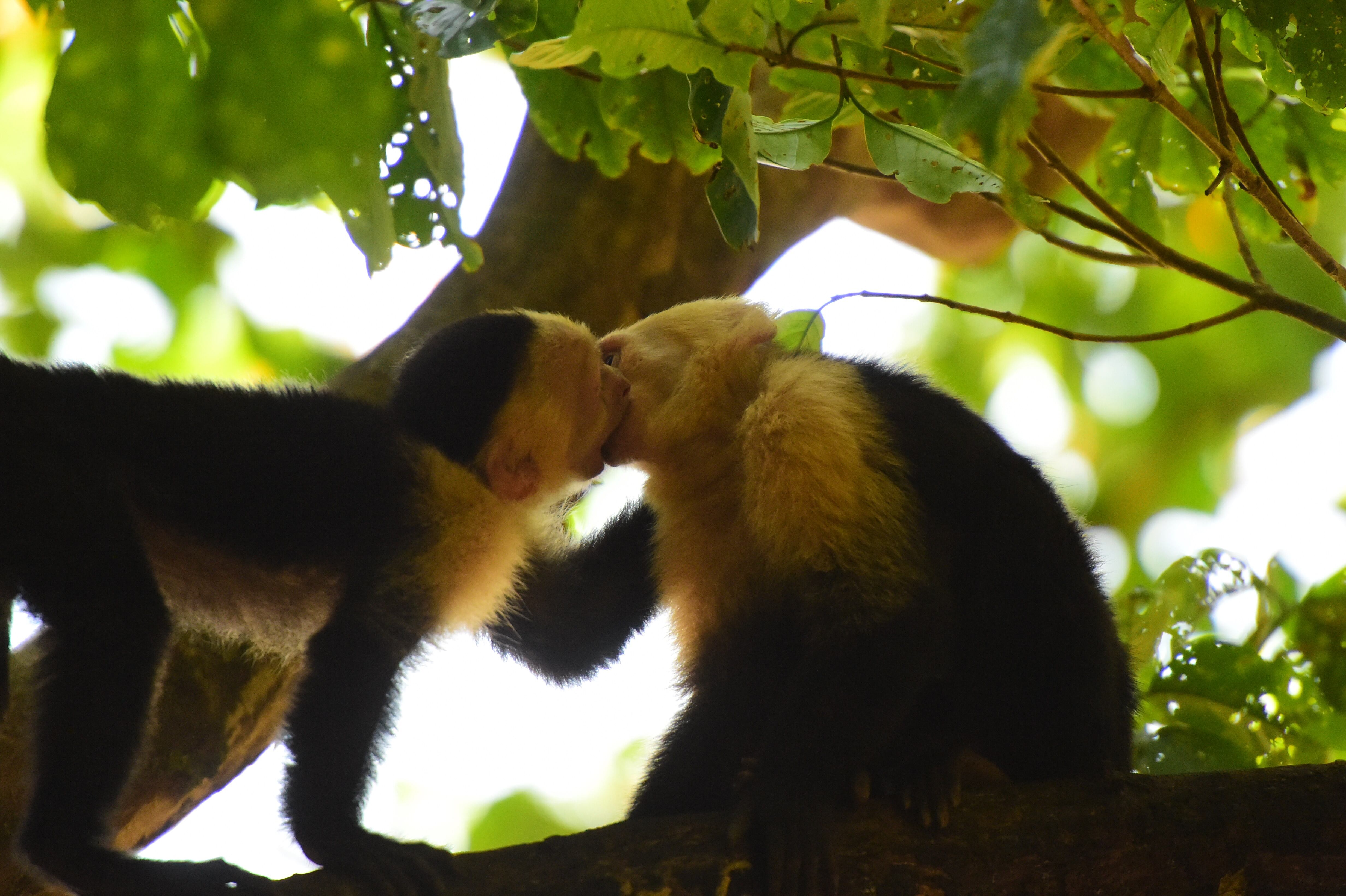 Beso monos, imagen de referencia (Getty Images).
