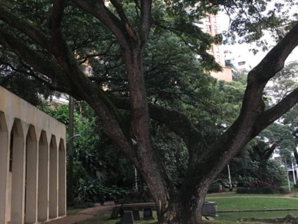 Concurso del Dagma para encontrar los árboles notables de Cali