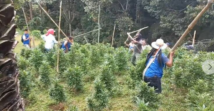 Se reportan heridos y la captura de cuatro cultivadores.Foto: Red de Apoyo Cauca