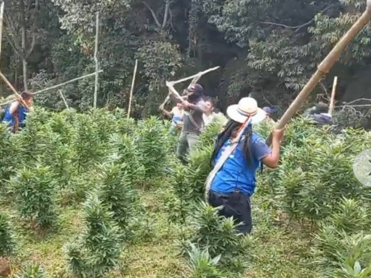 Enfrentamientos entre indígenas y cultivadores de marihuana dejan seis heridos en Cauca