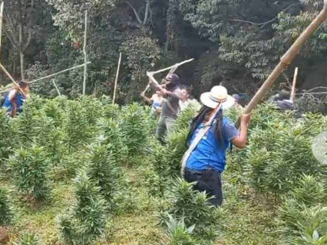 Se reportan heridos y la captura de cuatro cultivadores.Foto: Red de Apoyo Cauca