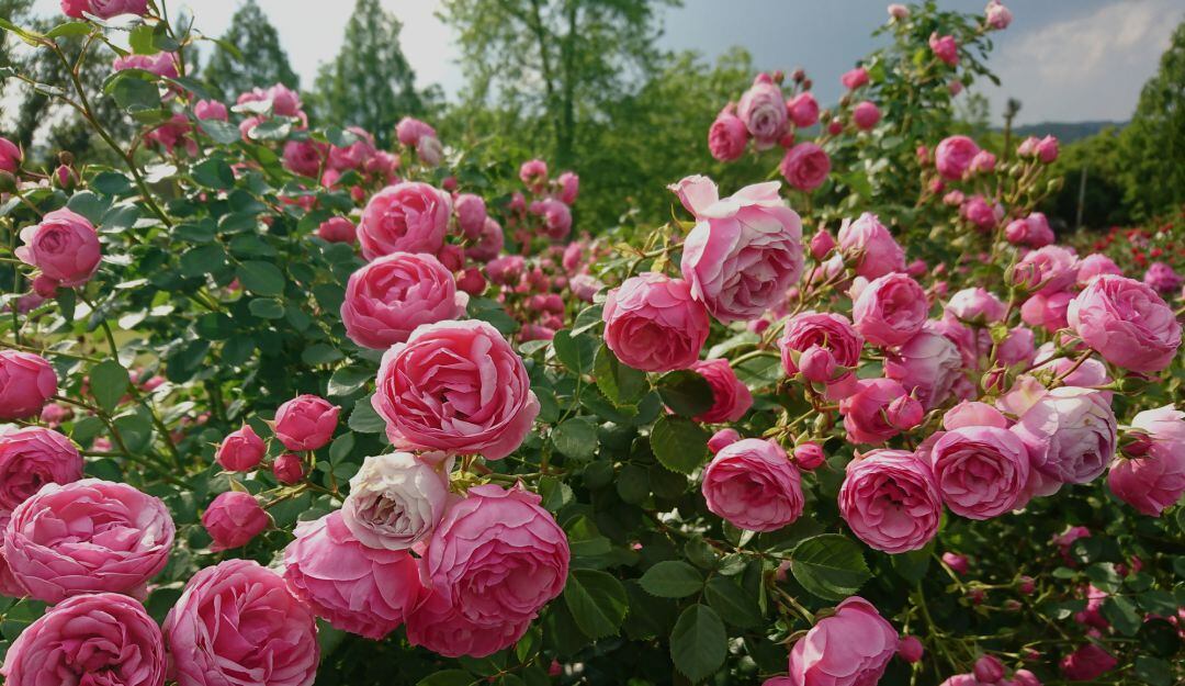 Cultivo de rosas 